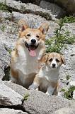 CORGI PEMBROKE 491